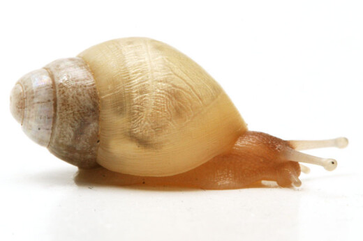 Lissachatina iredalei albino shell